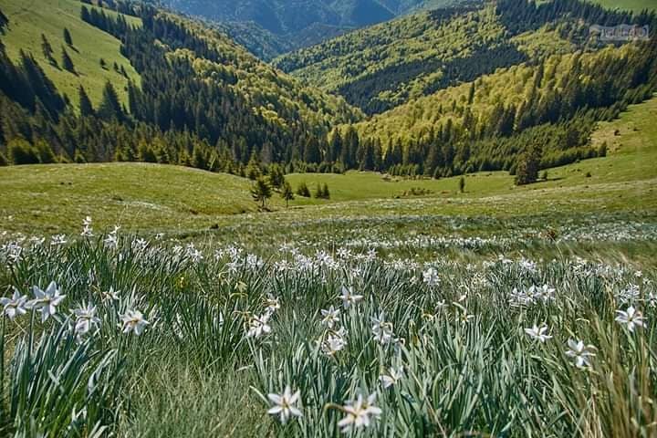 Jandarmii montani avertizează: au apărut vipere în zone cu mare aflux de&nbsp;turiști