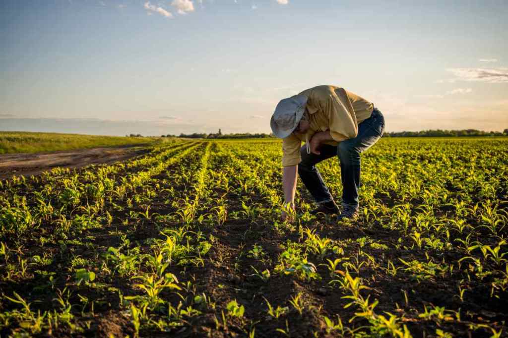 Acces la finanțare guvernamentală pentru întreprinderile din&nbsp;agricultură