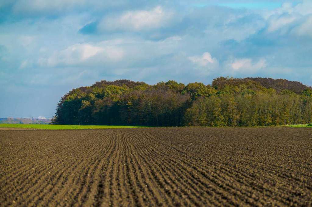 Zeci de mii de hectare așteaptă exploatarea | Județele cu cele mai mari suprafețe de teren agricol disponibil